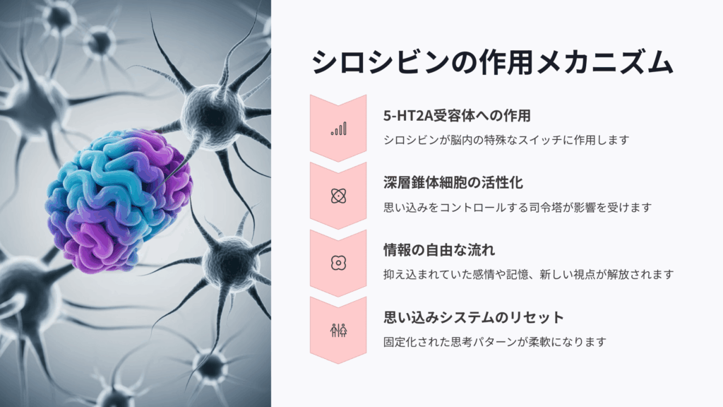 シロシビンの作用メカニズム