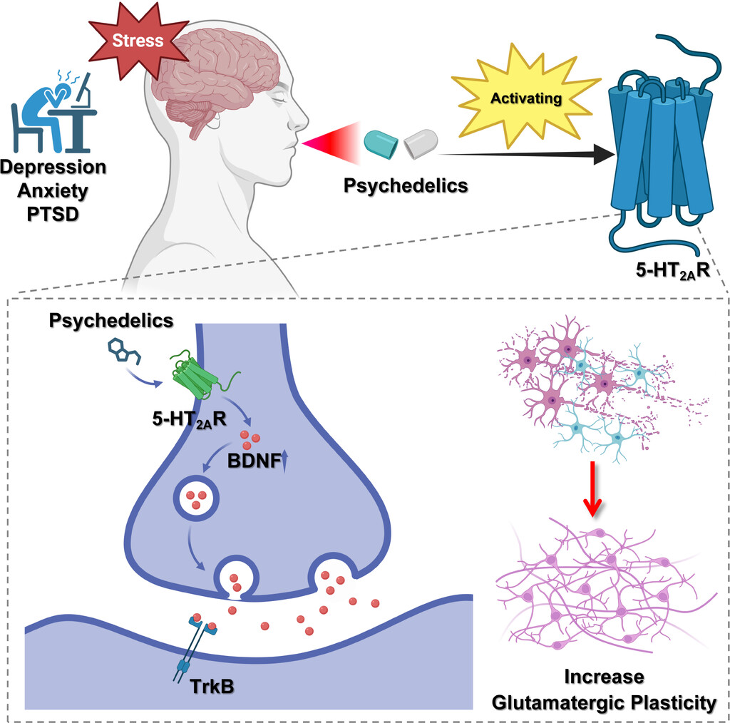 脳内メカニズム：神経可塑性と感情処理の改善